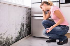 Mold Remediation for Vacation Homes in Newport, NC